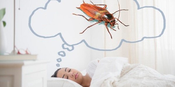 Soñar con cucarachas