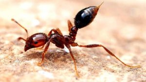 Soñar con ser mordido por hormigas