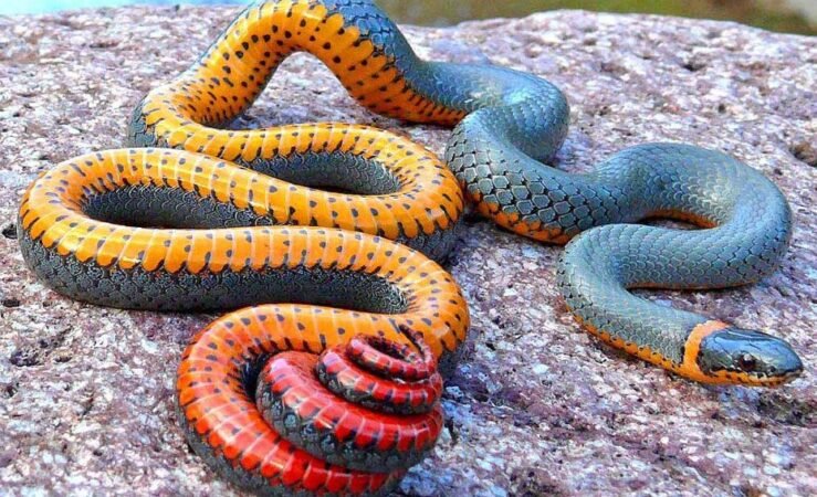 Soñar con serpientes